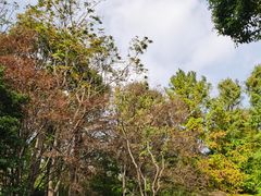 -上海滨江森林公园