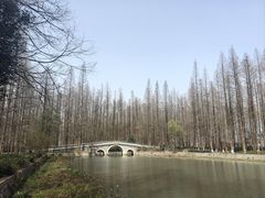 -水杉园
