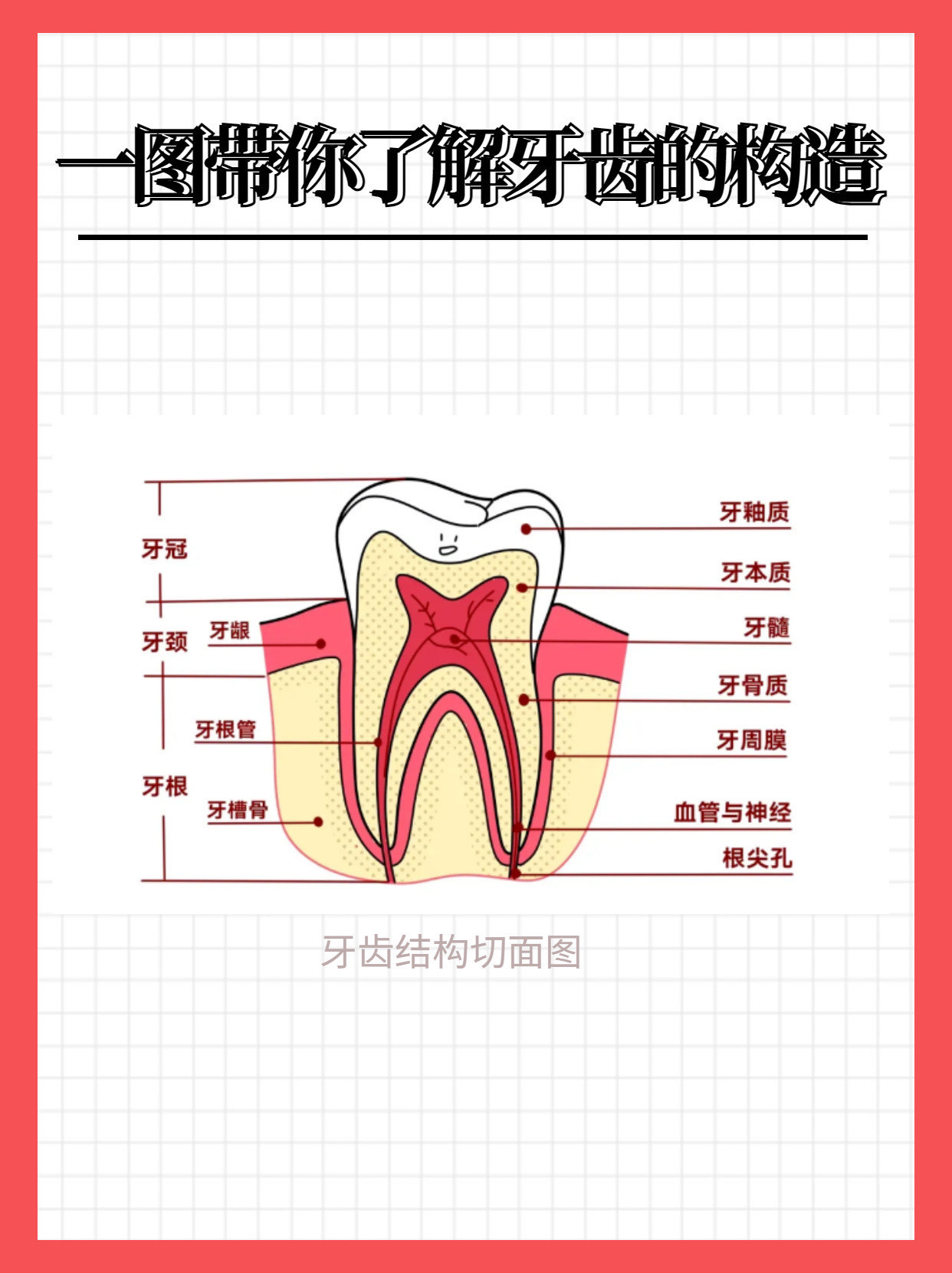 认识牙齿图片大全 图图片