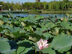 -西海子公园