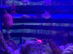 -悉尼海洋生物水族馆