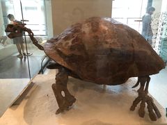 -美国自然历史博物馆