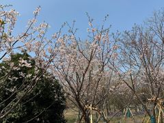 -梁鸿国家湿地公园