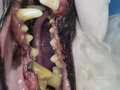 -博特宠物医院24h犬猫全科.骨科·异宠