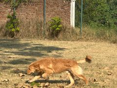 -趣多多宠物公园·宠物训犬学校·宠物寄养