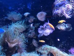 -悉尼海洋生物水族馆