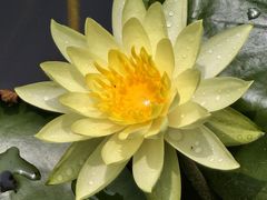 -东莞植物园