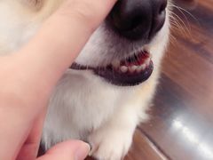 -豆柴町-柴犬主题狗咖(红鼎国际C座店)