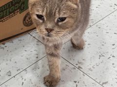 -喵园·猫主题咖啡厅·撸猫·猫咖(国贸店)