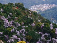 -梧桐山风景名胜区
