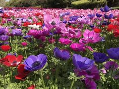 -上海鲜花港