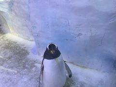 -芜湖新华联大白鲸海洋公园