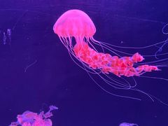 -长隆横琴湾酒店(珠海旗舰店)