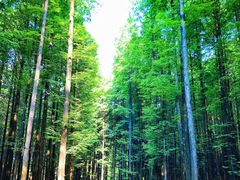 -山王坪喀斯特国家生态公园