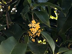 -美丽洲堂