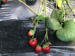 -胜丰草莓采摘园