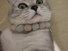 -爱诺耐芙动物医院(万博店)