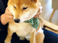 -柴犬小屋·柴餐厅·狗咖食堂(金鼎广场店)