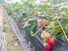 -胜丰草莓采摘园