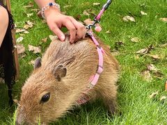 -J Create城市露营咖啡·简餐·宠物(上海动物园店)