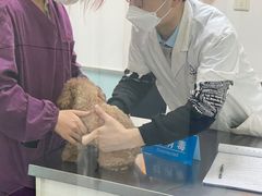-特一安24小时宠物医院·骨科·中兽医