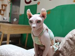 -藏猫猫咖啡主题馆(中央大道店)