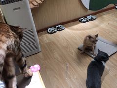 -猫和宫(六道口店)