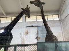 -石家庄市动物园