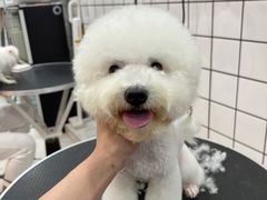 -BABYDOG宝贝狗宠物乐园(欧洲城店)