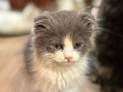 -楼上猫咖(罗湖店)