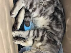 -佳怡动物医院·平价24小时·猫专科骨外科