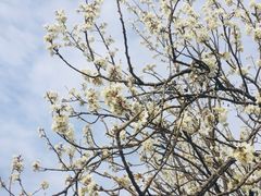 -樱桃山旅游景区