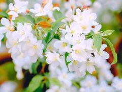 -海棠花溪(元大都城垣遗址公园)