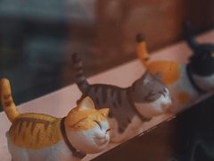 -喵屿·大理花园猫咖