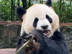 -都江堰中华大熊猫苑