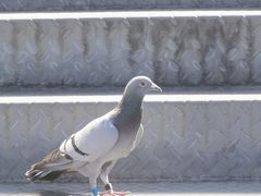 -艾米稻香小镇