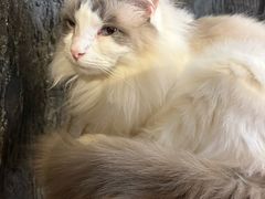 -猫猫幼稚园·撸猫·桌游·电玩