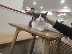 -李小姐の猫咖啡馆(五角场店)