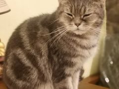 -猫色咖啡·猫咖