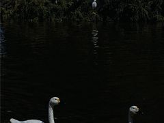 -宁波杭州湾国家湿地公园