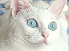 -顺强宠物诊所·狂犬免疫·夜诊·骨科(嘉定店)