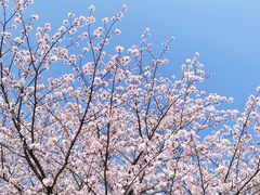 -高东镇樱花园