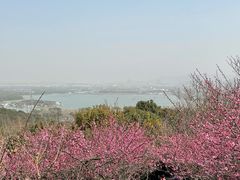 -香雪海