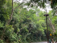 -深圳仙湖植物园