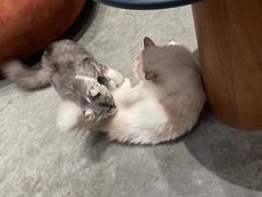 -瞄一喵猫咖(格力海岸店)