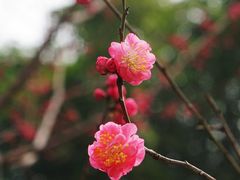 -望江楼公园