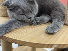 -喵园·猫主题咖啡厅·撸猫·猫咖(国贸店)