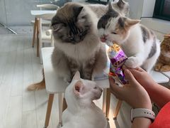 -喵的天空名猫咖啡馆·撸猫·猫舍·用品