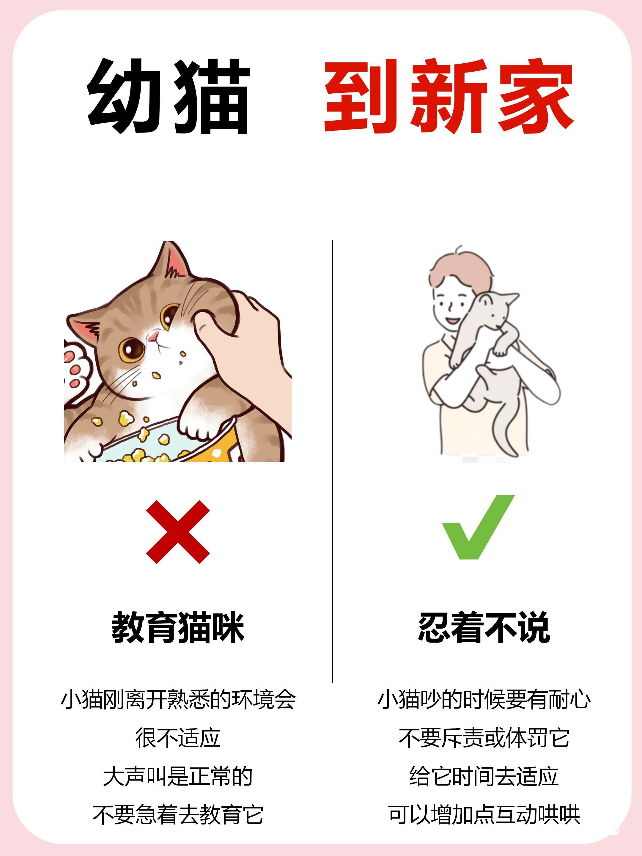为什么不养猫
