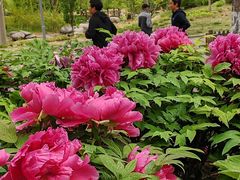 -莲花池公园